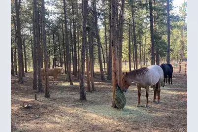 104 Six Bits Street, Bailey, CO 80421 - Photo 38