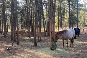 104 Six Bits St, Bailey, CO 80421 - Photo 38