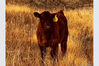 Parcel 4 County Road 33, Elbert, CO 80106 - Photo 4