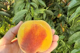 303 Linden St, Frederick, CO 80530 - Photo 28