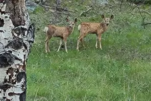 2230 Co Rd 72, Bailey, CO 80421 - Photo 40