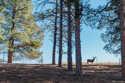 7479 Pine Crest Drive, Kiowa, CO 80117 - Photo 36