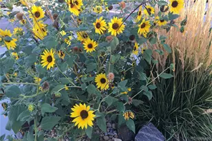 8704 Yucca St, Arvada, CO 80007 - Photo 30