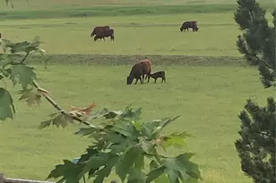 805 Waxberry Ct, Loveland, CO 80538 - Photo 30