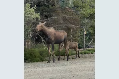 355 Texas Drive, Idaho Springs, CO 80452 - Photo 38