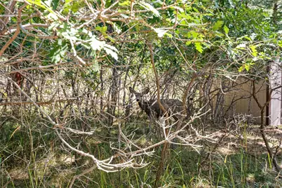 7524 Engineers Court, Larkspur, CO 80118 - Photo 44