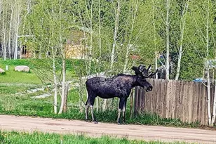 132 Jones Rd, Bailey, CO 80421 - Photo 22
