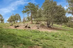 13954 Pine Country Ln, Conifer, CO 80433 - Photo 36