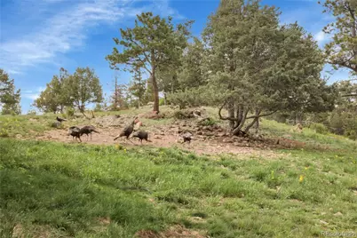 13954 Pine Country Lane, Conifer, CO 80433 - Photo 36