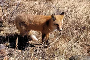 33095 Bergen Mountain Rd, Evergreen, CO 80439 - Photo 48