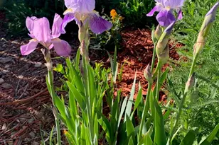 6810 Simms Ct, Arvada, CO 80004 - Photo 42