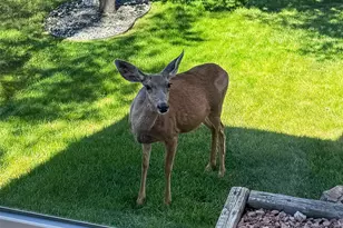 22 Manzanita, Littleton, CO 80127 - Photo 36