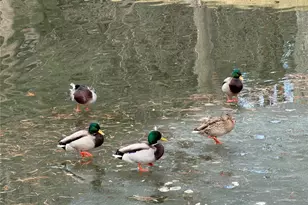 5152 Buckingham Rd, Boulder, CO 80301 - Photo 26