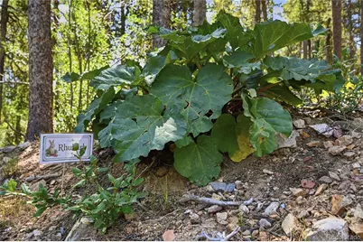 356 Gold Road, Black Hawk, CO 80422 - Photo 48