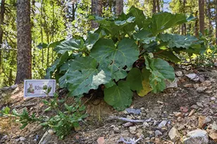 356 Gold Rd, Black Hawk, CO 80422 - Photo 48
