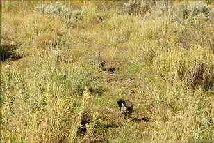 52326 US Hwy 40, Hot Sulphur Springs, CO 80451 - Photo 38