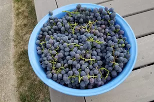 10642 Larson Dr, Northglenn, CO 80233 - Photo 26