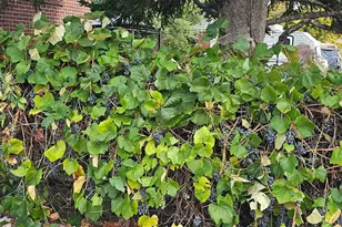 10642 Larson Dr, Northglenn, CO 80233 - Photo 28