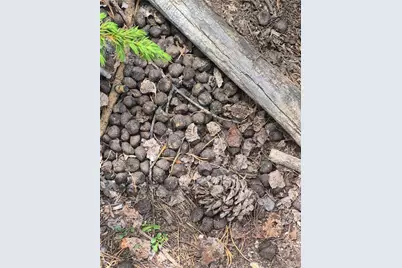 1900 County Road 128J, Nederland, CO 80466 - Photo 20