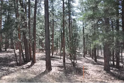 Wood Sorrel Rd, Larkspur, CO 80118 - Photo 4