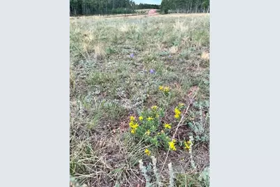 531 Aspen Way Drive, Florissant, CO 80816 - Photo 8