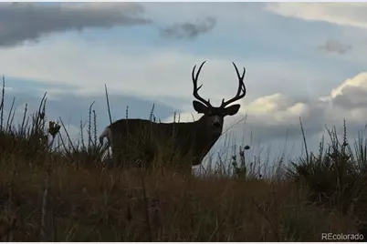 7668 Brown Bear Way, Littleton, CO 80125 - Photo 36