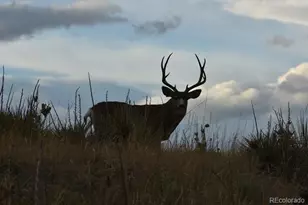 7668 Brown Bear Way, Littleton, CO 80125 - Photo 36