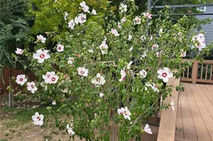 6718 Thistle Ridge Ave, Firestone, CO 80504 - Photo 42