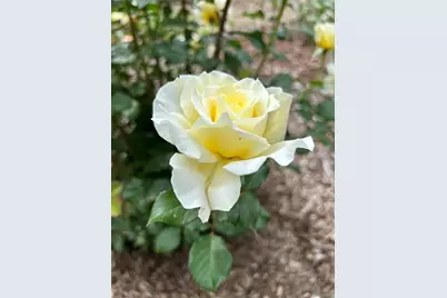 2332 N Glencoe Street, Denver, CO 80207 - Photo 26