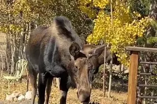 220 Timber Rd, Black Hawk, CO 80422 - Photo 38