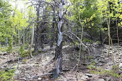 16564A Pennsylvania, Idaho Springs, CO 80461 - Photo 6
