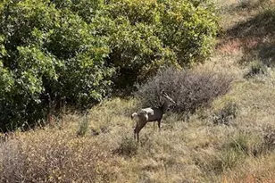 6906 Oak Cyn Cir, Castle Pines, CO 80108 - Photo 38