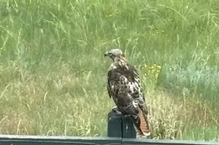 6906 Oak Cyn Cir, Castle Pines, CO 80108 - Photo 36