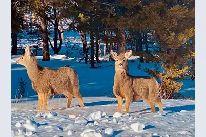 105 Ladigo Lane, Hartsel, CO 80449 - Photo 12