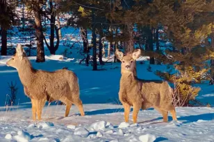 105 Ladigo Ln, Hartsel, CO 80449 - Photo 12