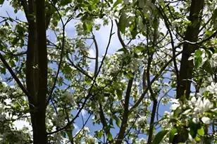 16876 W 67th Cir, Arvada, CO 80007 - Photo 30