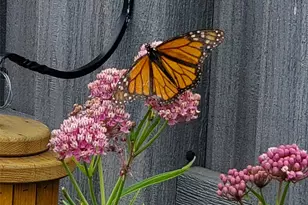 1302 I St, Salida, CO 81201 - Photo 50