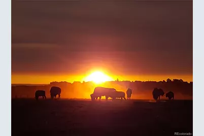 4 Flowerburst Way, Highlands Ranch, CO 80126 - Photo 50