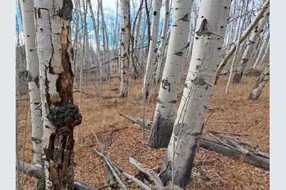 503 Sugar Loaf Lane, Jefferson, CO 80456 - Photo 4