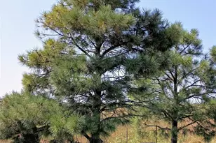 53647 County Road 36 4, Genoa, CO 80818 - Photo 4