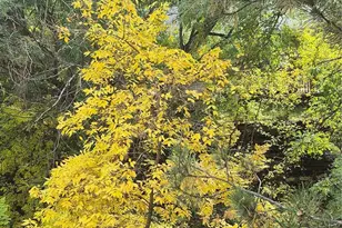 701 Harlan St, Lakewood, CO 80214 - Photo 36