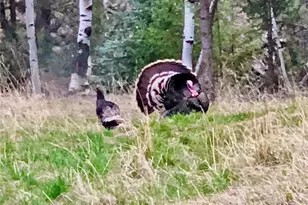 638 Impala Trail, Bailey, CO 80421 - Photo 50