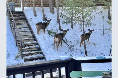 638 Impala Trail, Bailey, CO 80421 - Photo 50