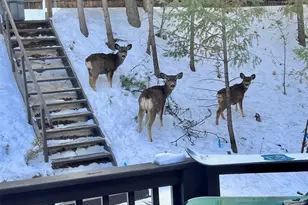 638 Impala Trail, Bailey, CO 80421 - Photo 50