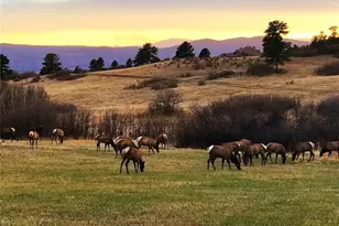 1053 Night Sky Ct, Castle Rock, CO 80108 - Photo 50