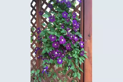 725 Lancers Court W, Monument, CO 80132 - Photo 46