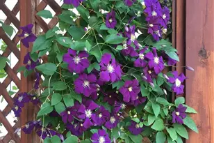 725 Lancers Ct W, Monument, CO 80132 - Photo 46