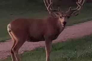 725 Lancers Ct W, Monument, CO 80132 - Photo 48