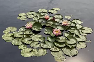 1243 N Gaylord St, Denver, CO 80206 - Photo 44