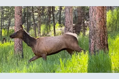 4805 S Blue Spruce Road, Evergreen, CO 80439 - Photo 44